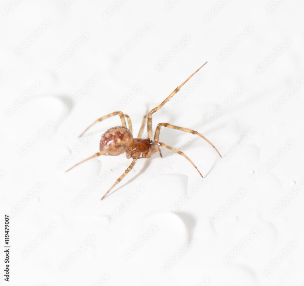 spider with water droplets on white. close-up spider with water droplets on white. close-up