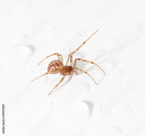 spider with water droplets on white. close-up © schankz