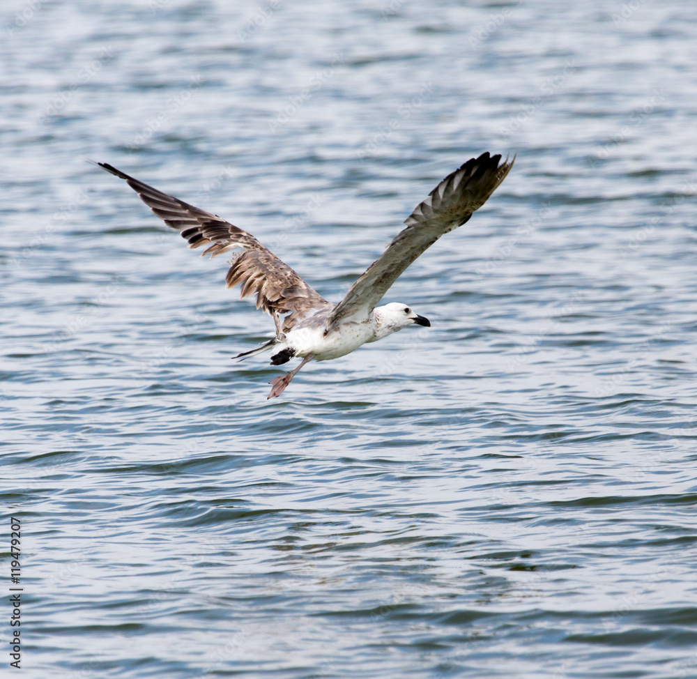 seagull in flight over the water of the lake seagull in flight over the water of the lake