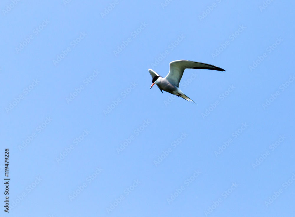 seagull in flight against blue sky seagull in flight against blue sky