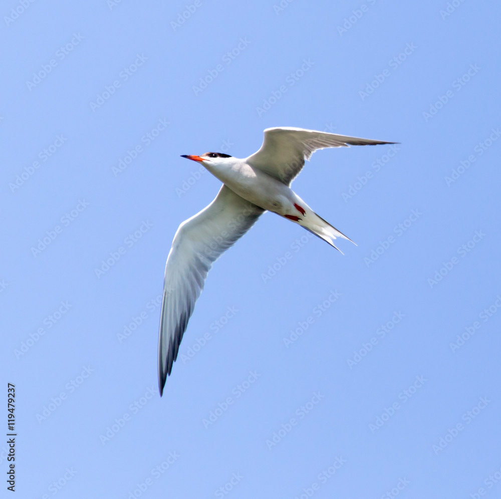 Obraz premium seagull in flight against blue sky