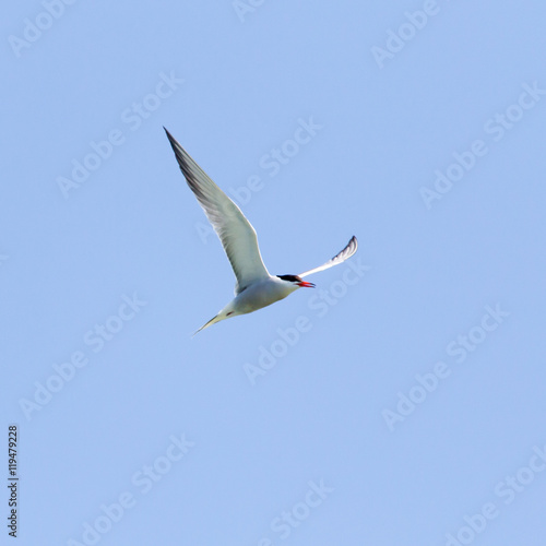 seagull in flight against blue sky