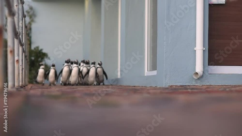 Gruppo di pinguini che camminano assieme