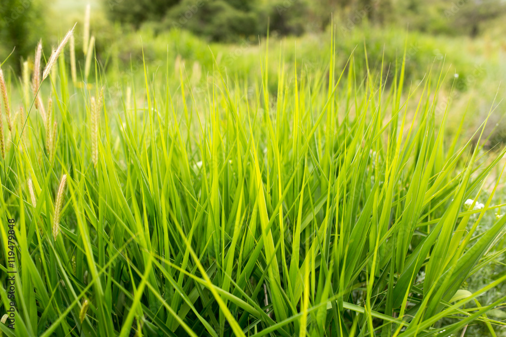 Obraz premium green grass in nature as a background
