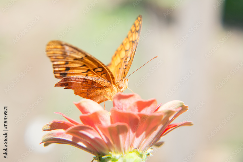 zinnia zinnia