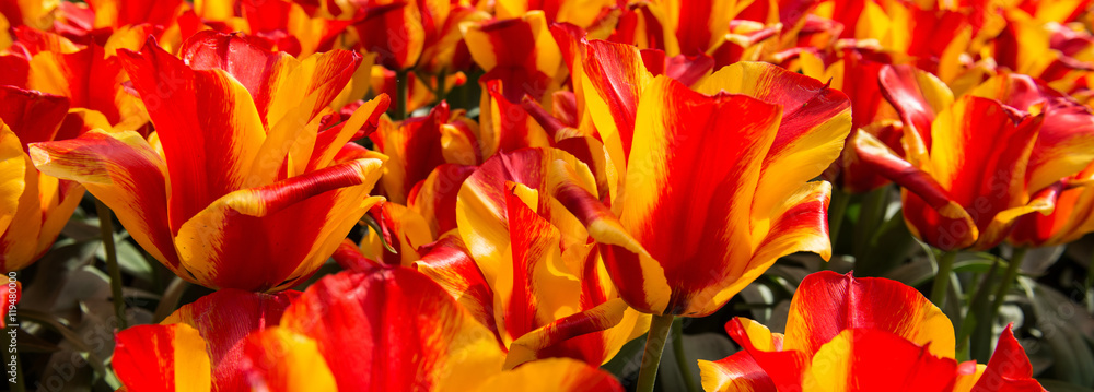 Tulip garden Tulip garden