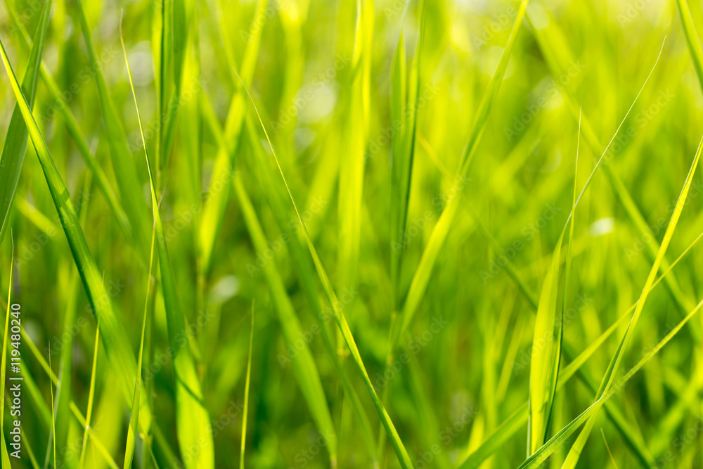 green grass in nature as a background green grass in nature as a background
