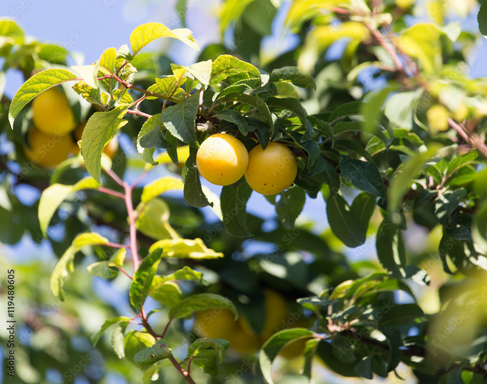 Yellow plums on the tree in nature
