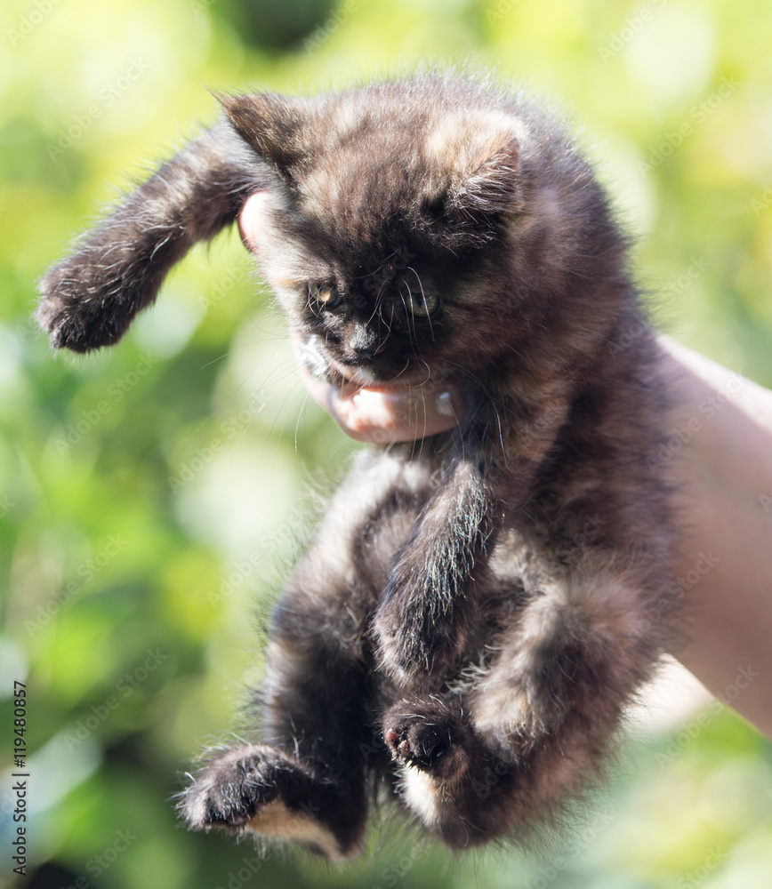fluffy kitten in the hand fluffy kitten in the hand