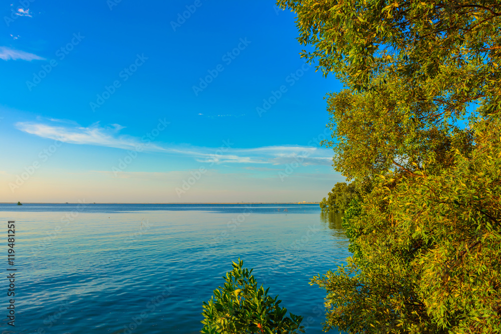 Mangrove forest and blue sky Mangrove forest and blue sky