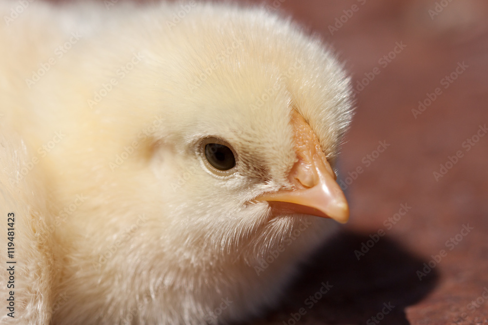 Chick Chick