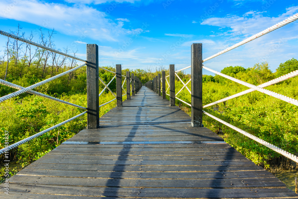 Fototapeta premium Walking in mangrove forest