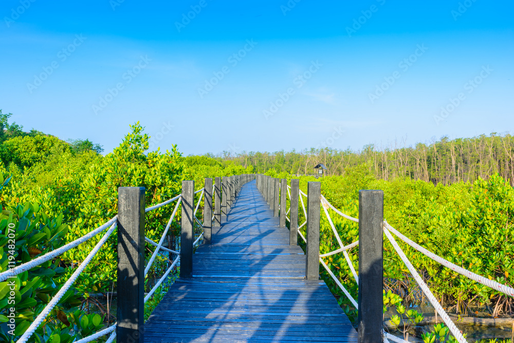 Fototapeta premium mangrove forest and footpath