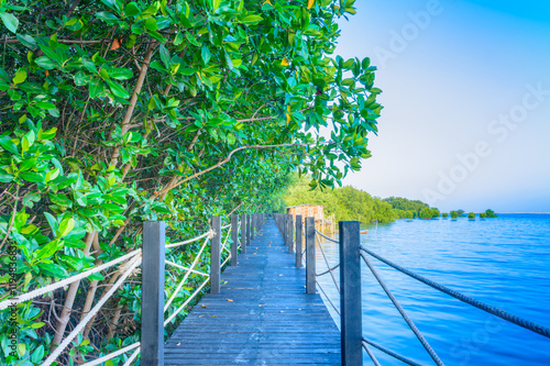Fototapeta Naklejka Na Ścianę i Meble -  Walkway and mangrove forest with blue sky
