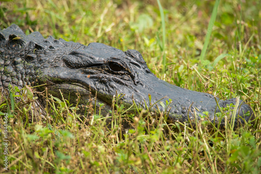 Fototapeta premium Alligator at Brazos Bend State Park, Texas