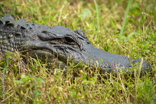Alligator at Brazos Bend State Park, Texas