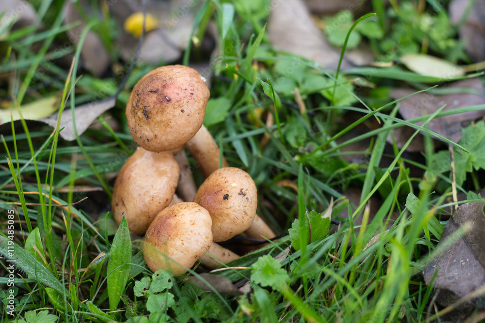 mushrooms in grass in autumn forest mushrooms in grass in autumn forest