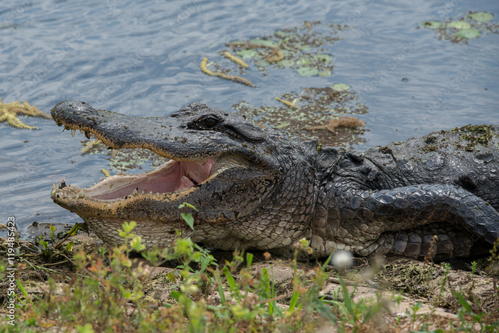 Alligator at Brazos Bend State Park, Texas Alligator at Brazos Bend State Park, Texas