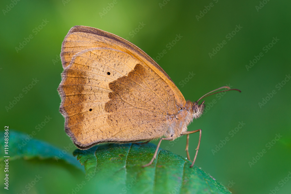 Fototapeta premium Butterfly on leaf