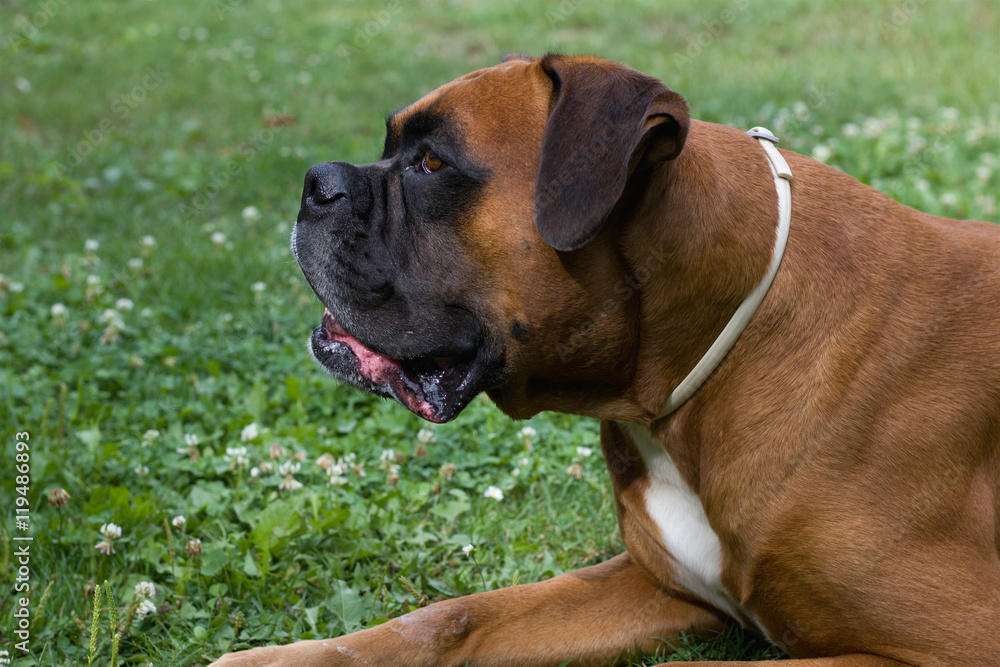 Portrait of German Boxer dog 