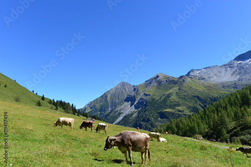 Tuxer Rind im Tuxertal Tirol