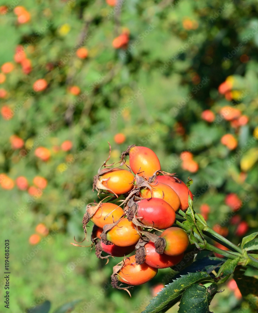 ripe rose hips on a branch close-up