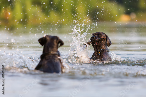 two Standard Schnauzer dogs in a lake