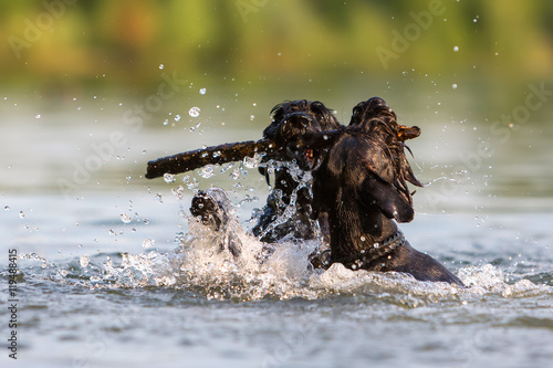 two Standard Schnauzer dogs in the water © Christian Müller