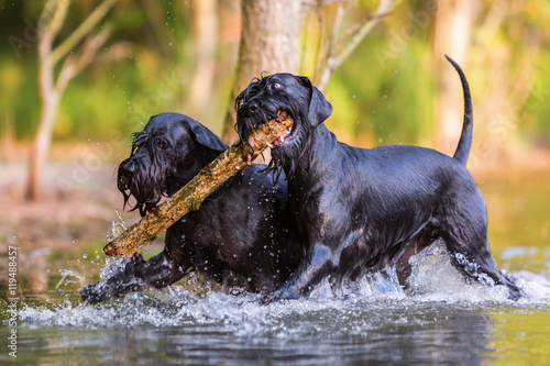 two Standard Schnauzer dogs with a wooden stick