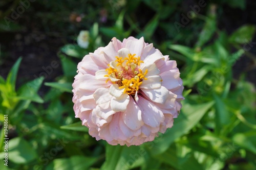 Close-up of a pale pink zinnia flower in bloom