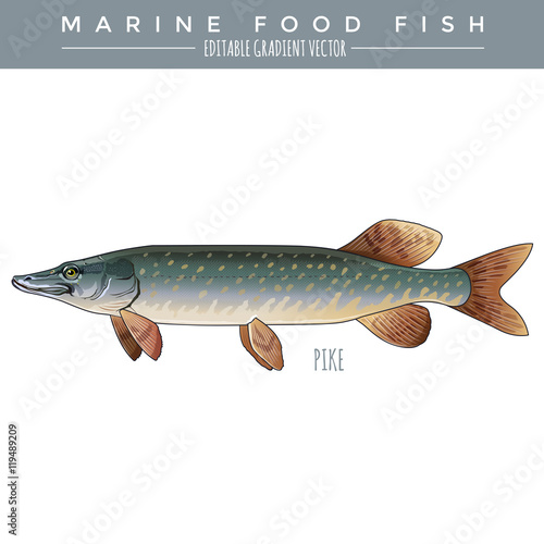 PIke. Marine Food Fish