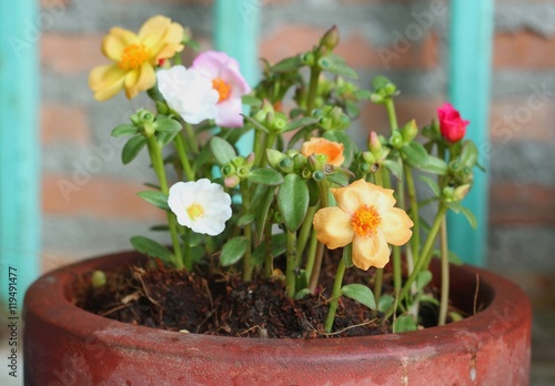 Portulaca flowers