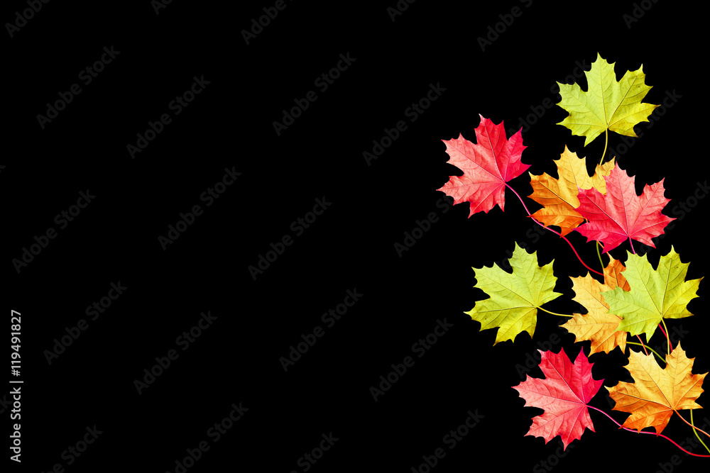 autumn leaves isolated on black background. autumn leaves isolated on black background.