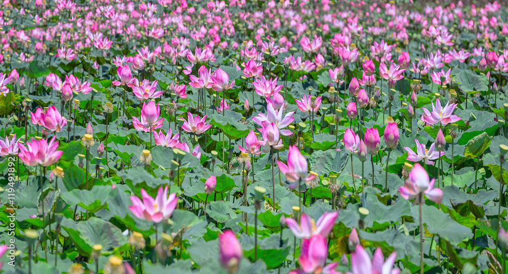 Selective focus blurred lotus blooming season Pink Lotus flower and plants in the countryside