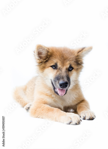 Puppy dog breed on white background. bangkaew thailand