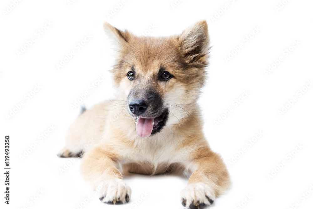 Puppy dog breed on white background. bangkaew thailand