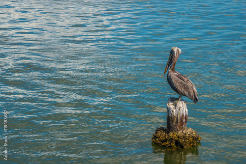 Brown Pelican Standing on Old Piling in Ocean Water. Copy space.