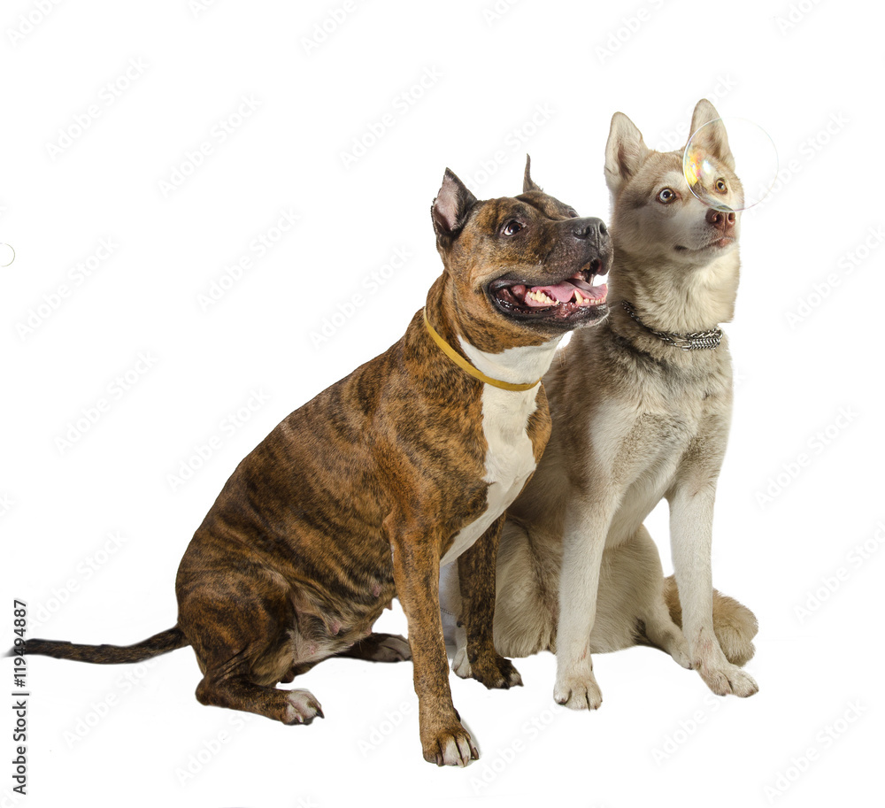 American staffordshire terrier and husky sitting of a white background