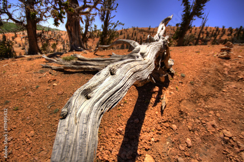 dead trees and wood laying across the ground