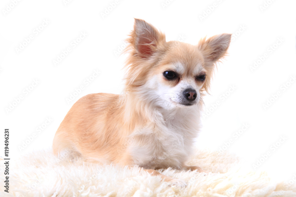 chihuahua is resting chihuahua is resting