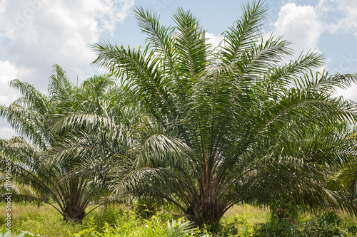 Palm plantations