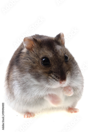 dzungarian hamster isolated