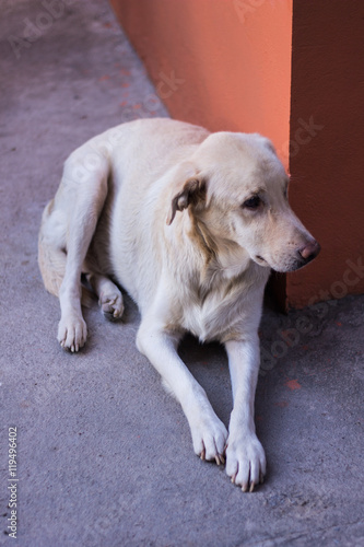 Thai white stray dog