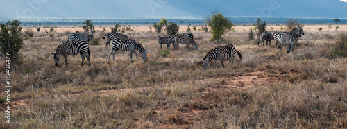 Zebras in Amboseli National Park, Kenya
