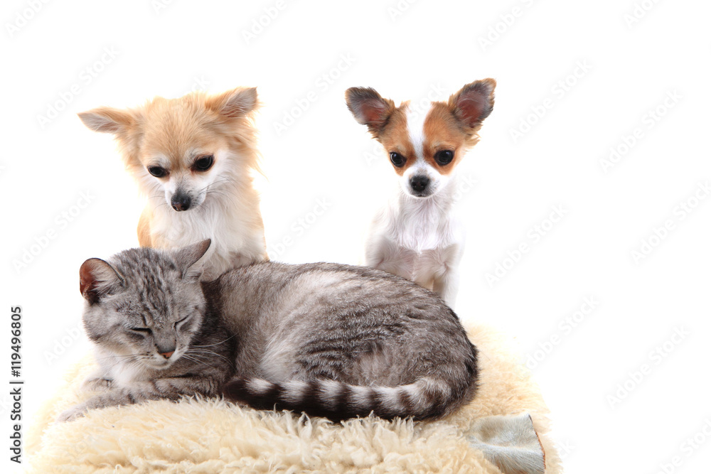 cat and chihuahuas are resting cat and chihuahuas are resting