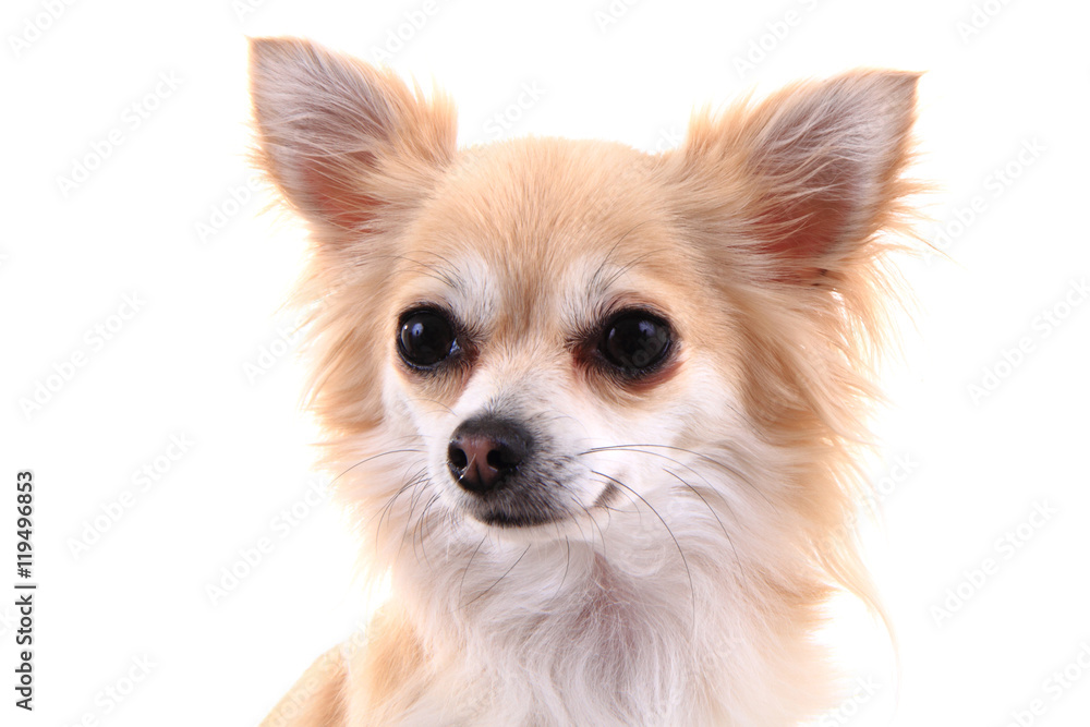 head of sweet chihuahua