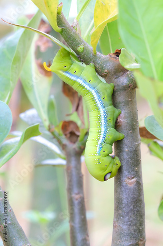 Caterpillars that eat leaves .