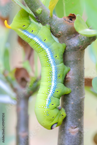 Caterpillars that eat leaves .