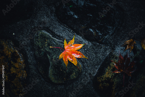 wet japan red maple leaf drop with dark background. photo