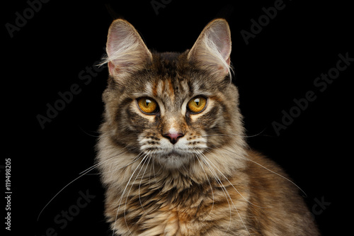 Closeup Portrait of Maine Coon Cat Head, Gaze Looking in Camera Isolated on Black Background © seregraff